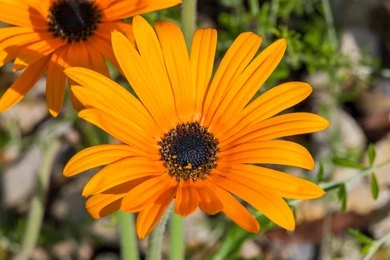 Renoster Marigold Daisy stemless bright colored flowers